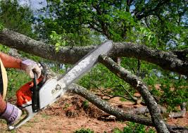 Best Tree Risk Assessment  in Burnettown, SC