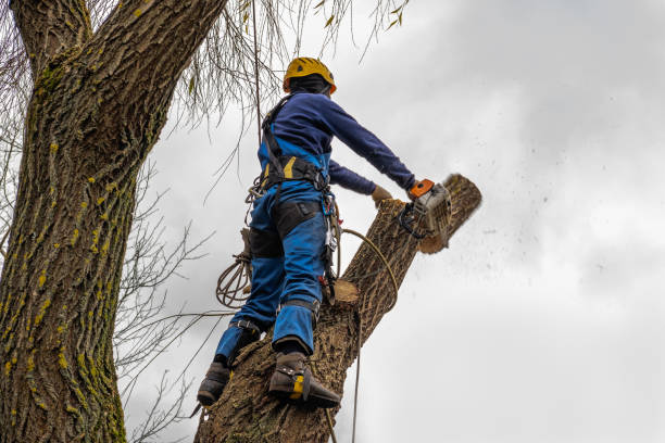 Best Tree Disease Treatment  in Burnettown, SC