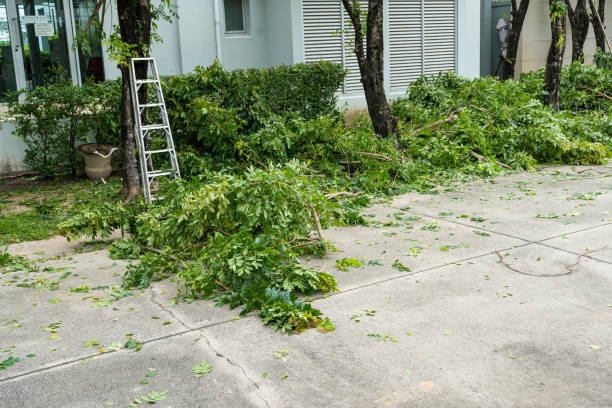 Best Fruit Tree Pruning  in Burnettown, SC