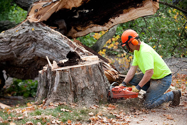 Best Storm Damage Tree Cleanup  in Burnettown, SC